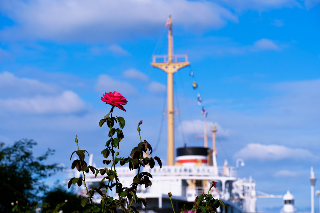 港の薔薇