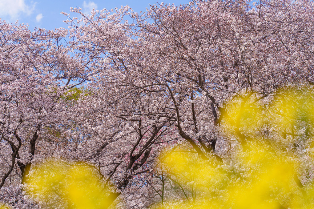 春爛漫　桜と菜の花の競演