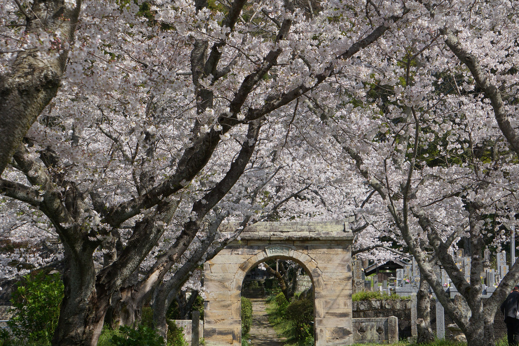 円応寺の桜並木