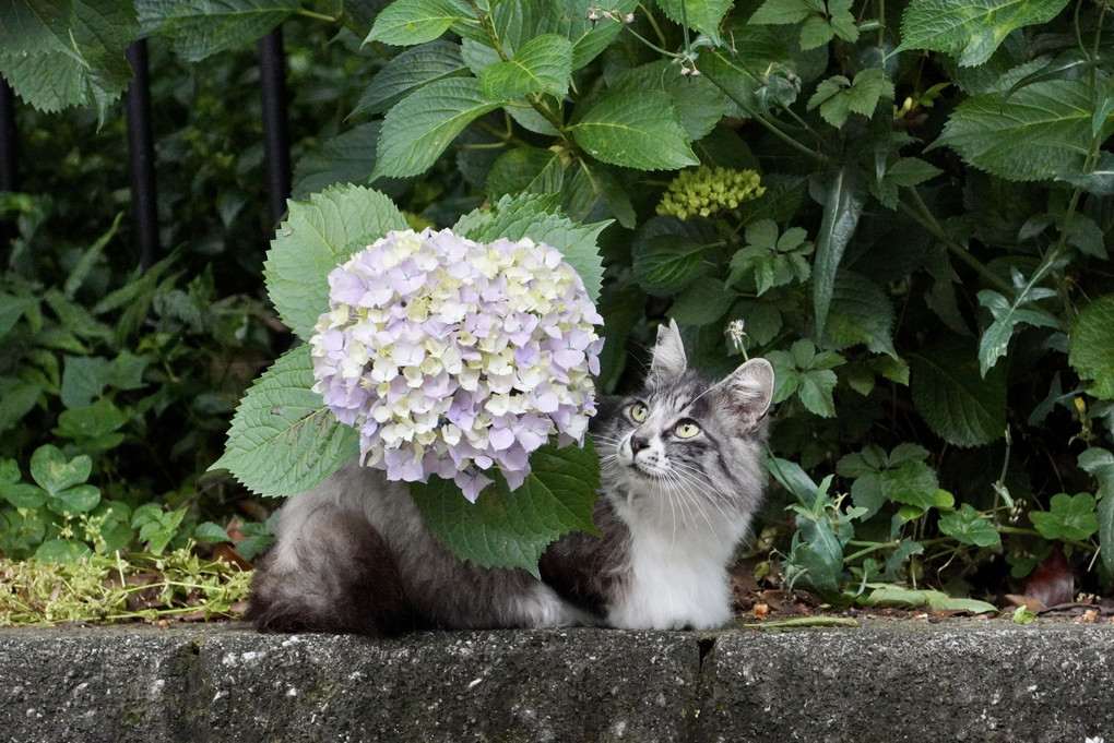 花　愛でる猫？