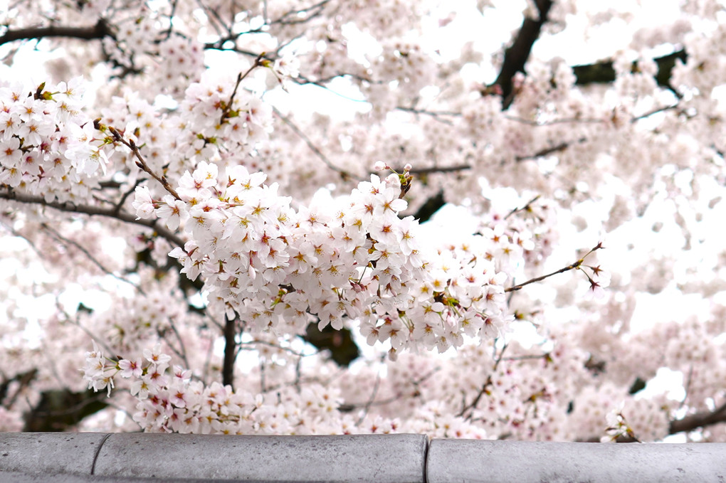 祇園桜　