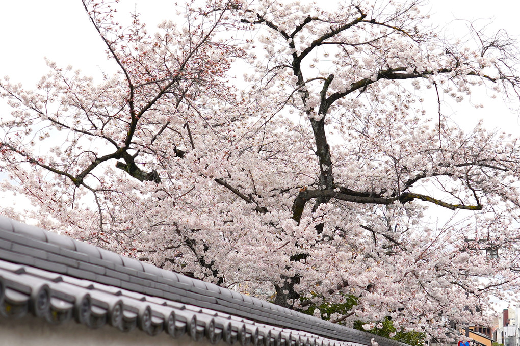 祇園桜　