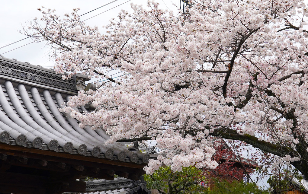 祇園桜　