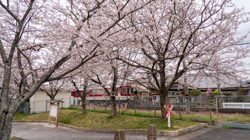 桜という名の駅