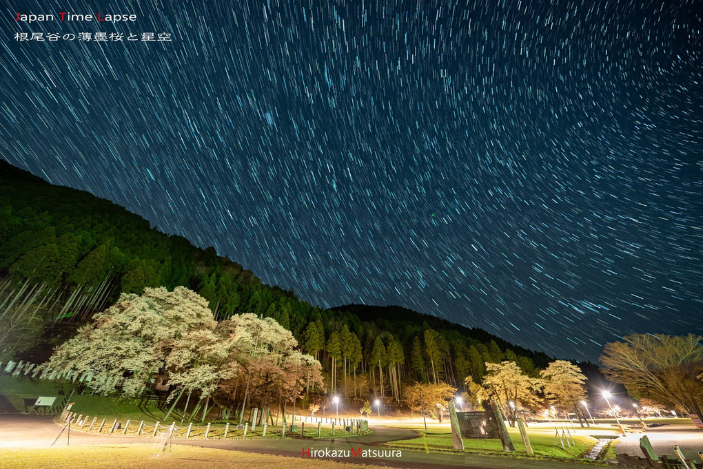 日本三大桜　根尾谷の淡墨桜と星空
