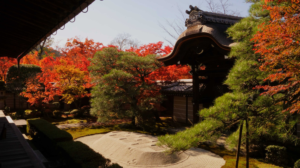 京都ものがたり・紅葉編  　～第２章／永観堂～