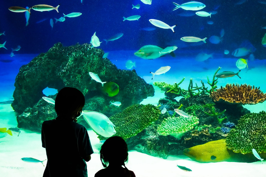 水族館にて