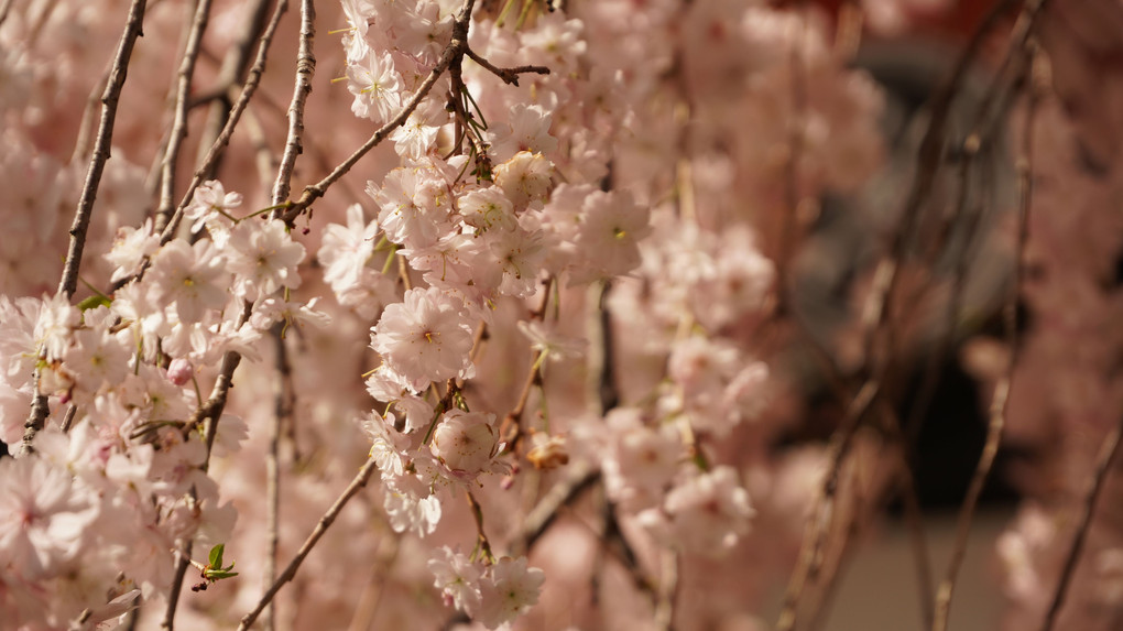 高幡不動尊の桜たち