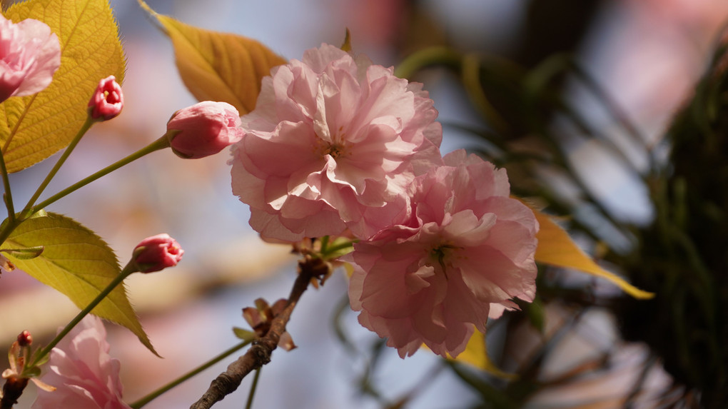 高幡不動尊の桜たち