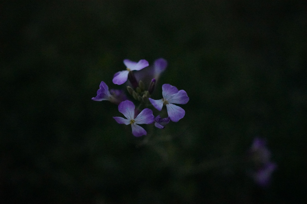 夕暮れ時の花
