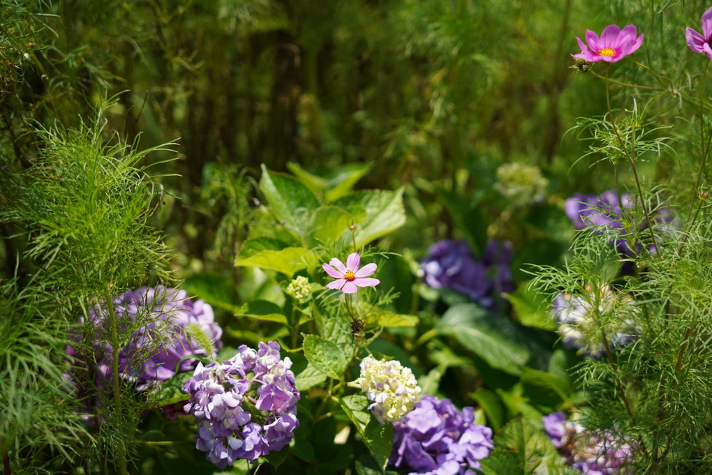 紫陽花と夏のコスモス