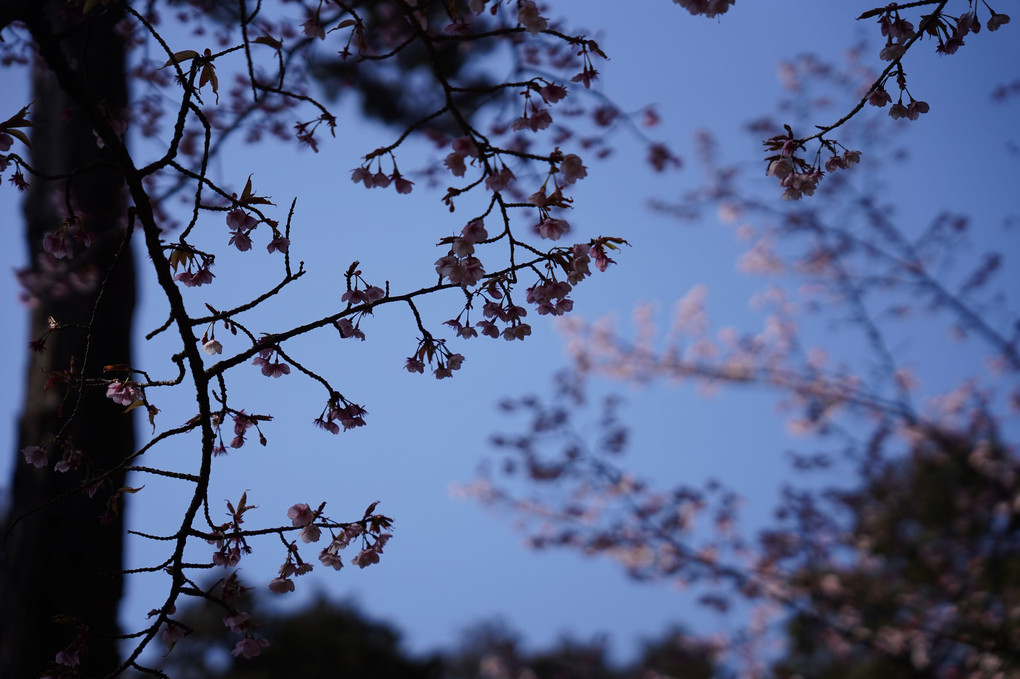 桜🌸の花見つけた