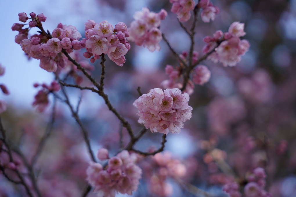 桜🌸の花見つけた