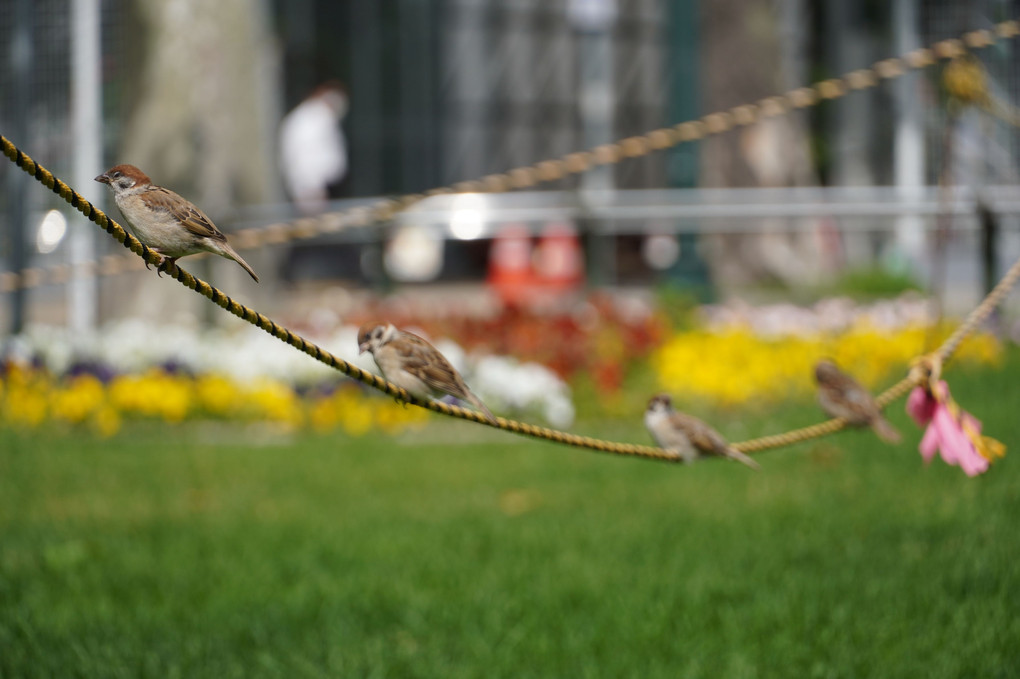 ロープの上の小鳥たち