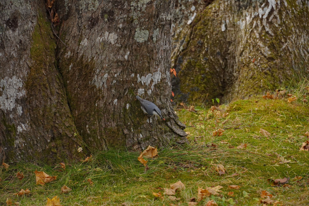 木から降りようとしている小鳥