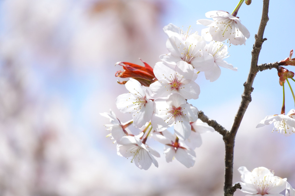 晴天の白桜