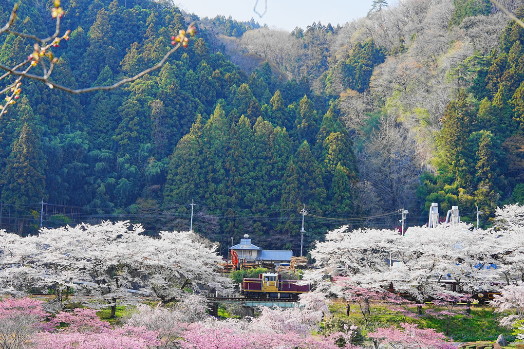 桃源郷を行く