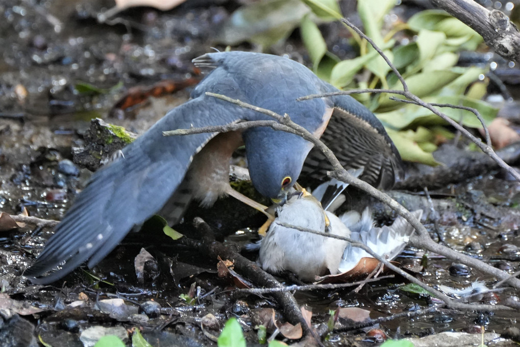 捕食