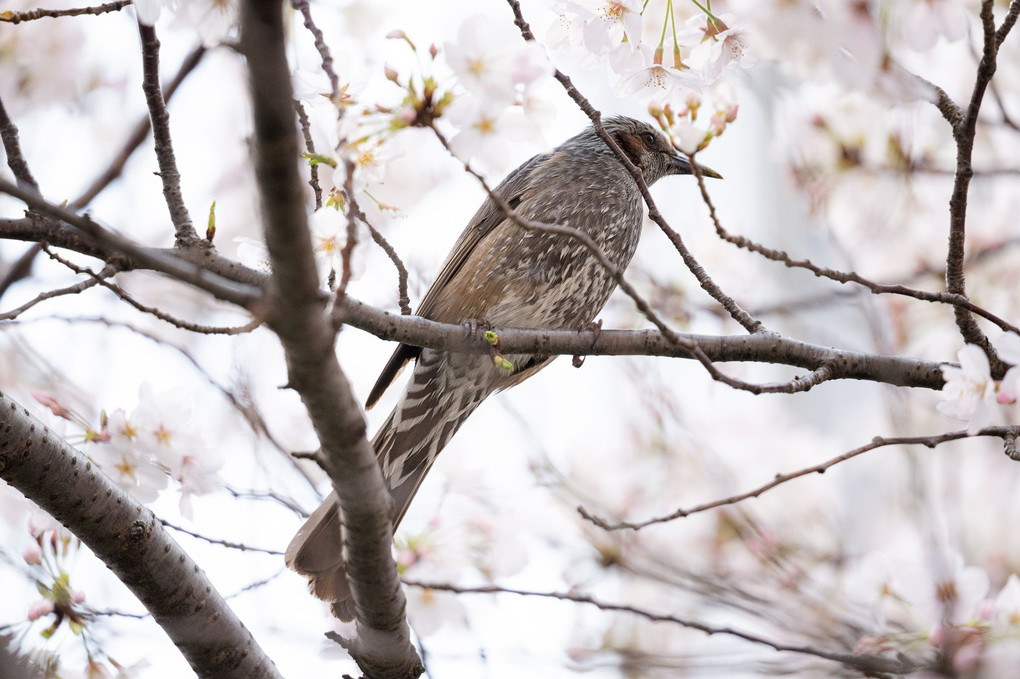 桜の木上の鳥
