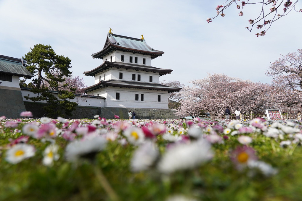 松前城と桜