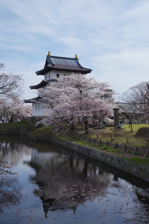 松前城と桜