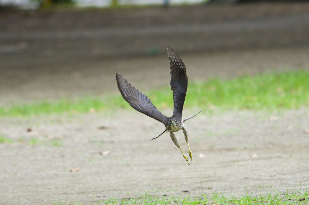 足長小僧（ツミ幼鳥）