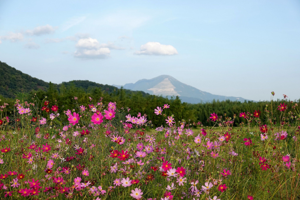 「伊吹山と秋桜」