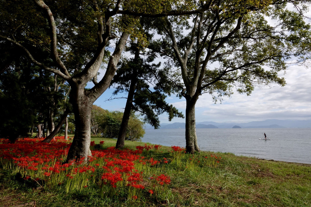 「竹生島を背景に彼岸花が」