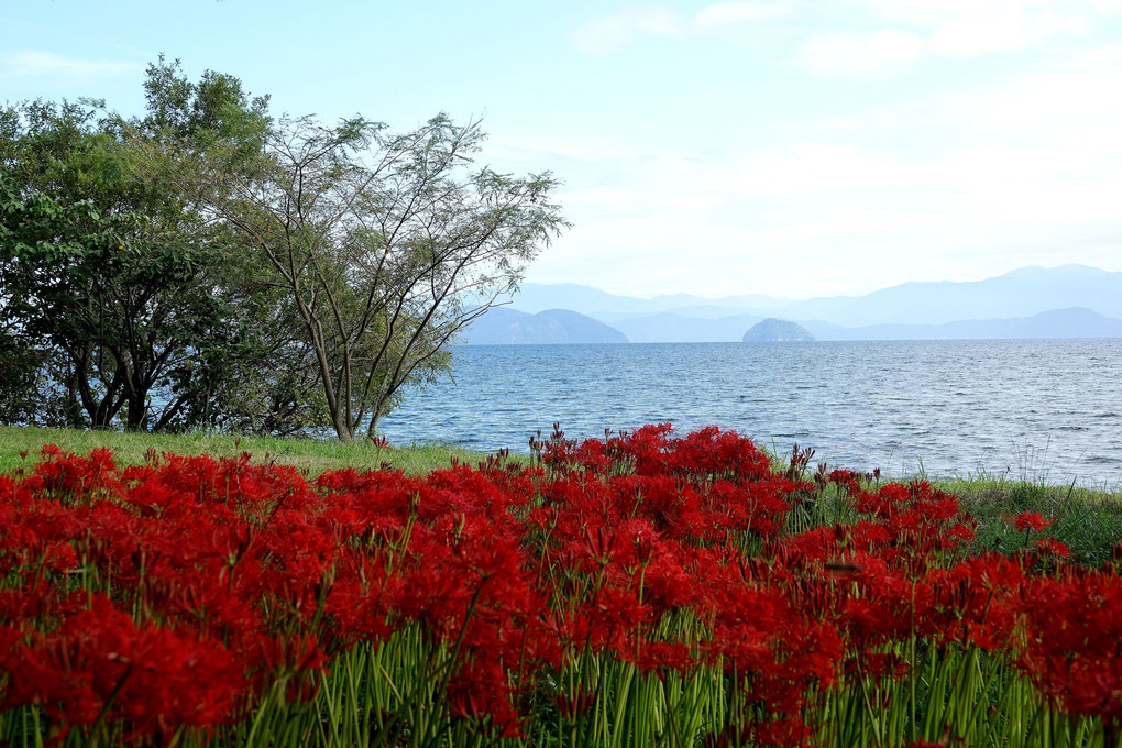 「竹生島を背景に彼岸花が」