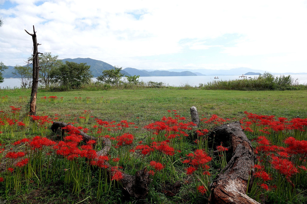 「朽木と彼岸花」