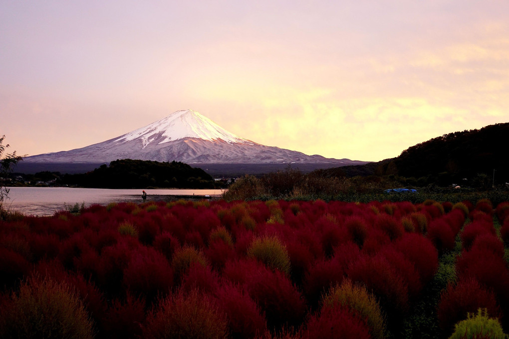 「夕焼けのコキア富士」
