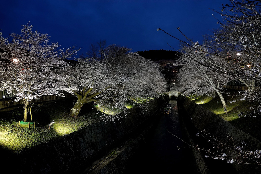 「桜の琵琶湖疏水ライトアップ」