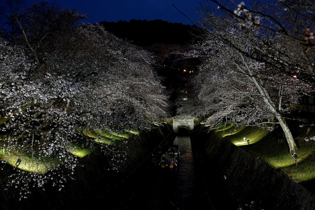 「桜の琵琶湖疏水ライトアップ」