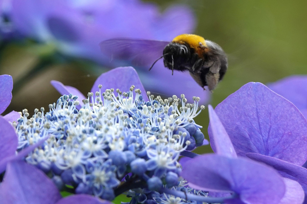 「青い紫陽花にクマバチ」
