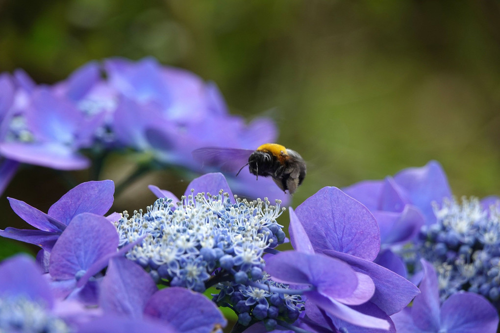 「青い紫陽花にクマバチ」