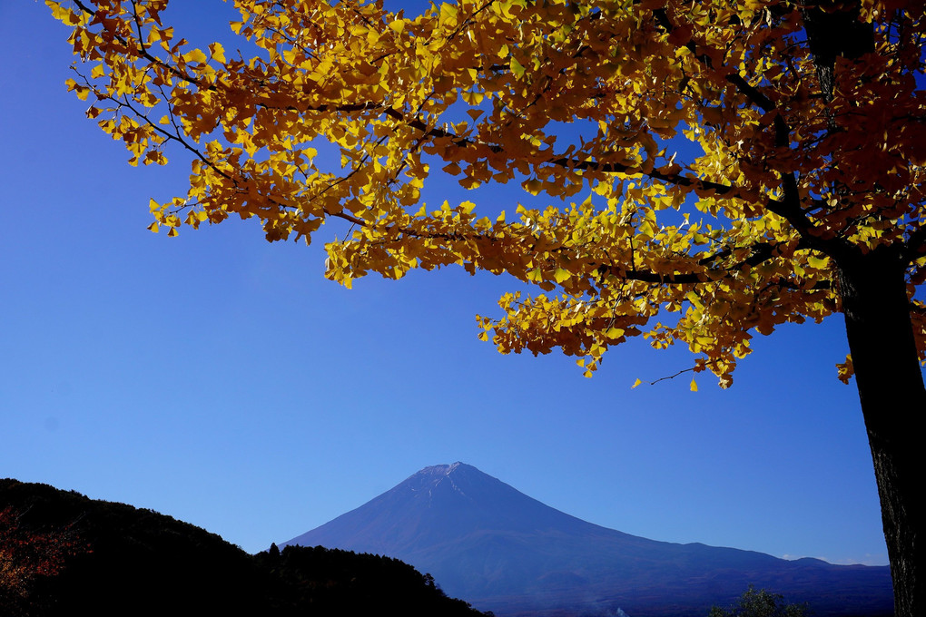 「富士山と銀杏の黄葉」