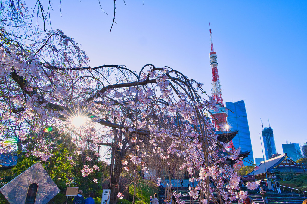 枝垂れ桜と東京タワー