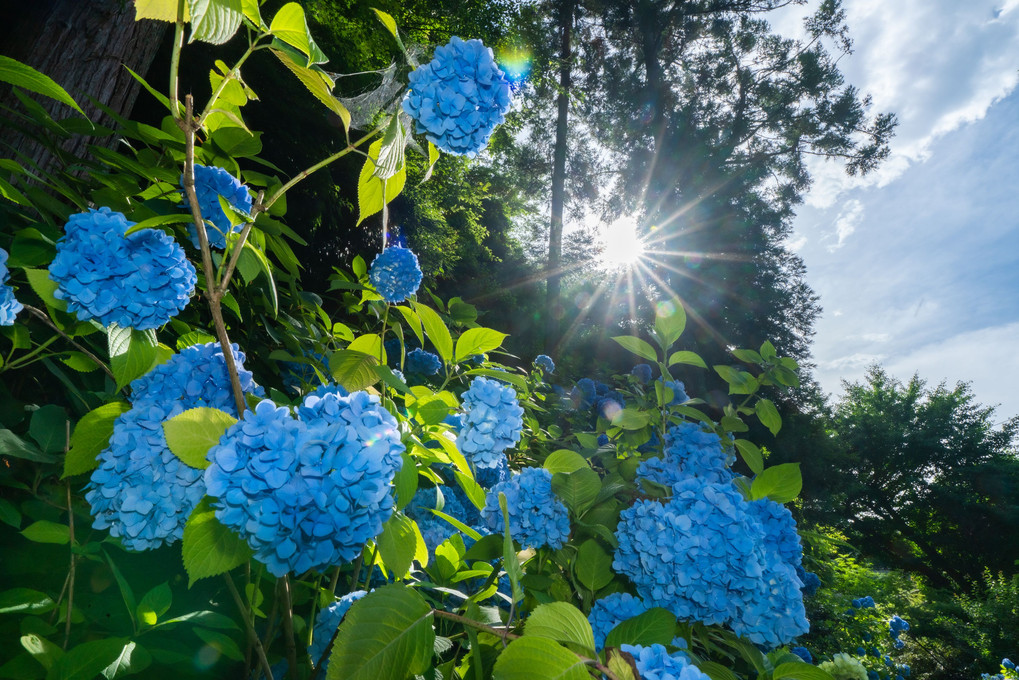 明月院散策（暑かったです）