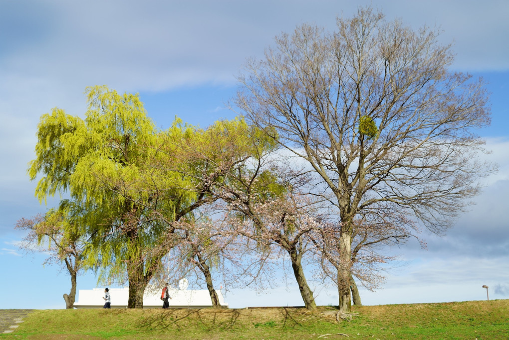 桜　三分咲きの木曾川みなと公園