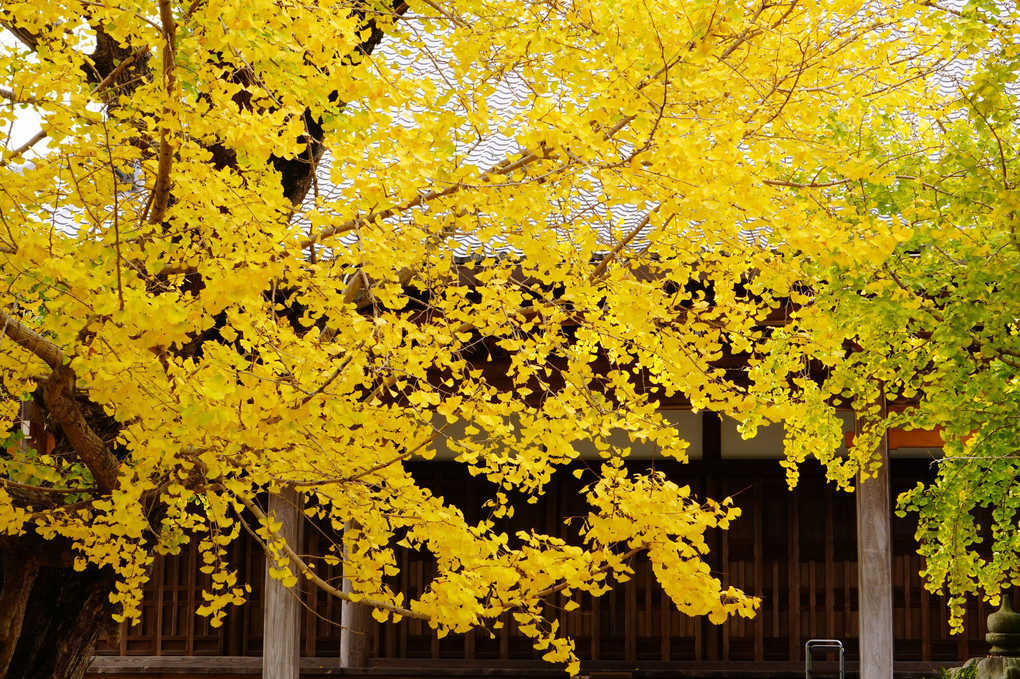 黄葉季節。