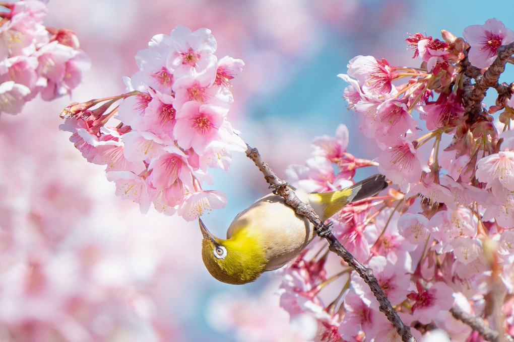 薩摩寒桜×メジロ