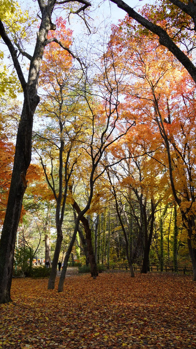 札幌円山公園で紅葉狩り