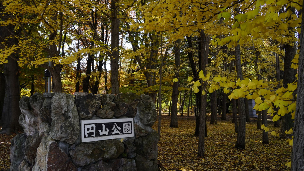 札幌円山公園で紅葉狩り