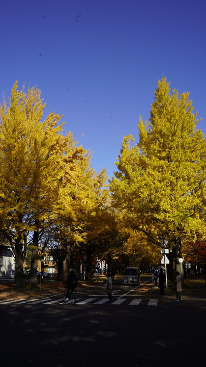 秋の北海道大学
