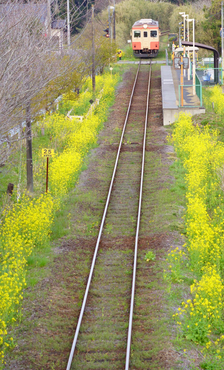 小湊鉄道、いすみ鉄道　春の景色