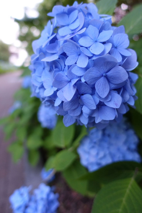 お台場の紫陽花