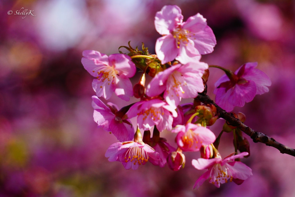 河津桜🌸