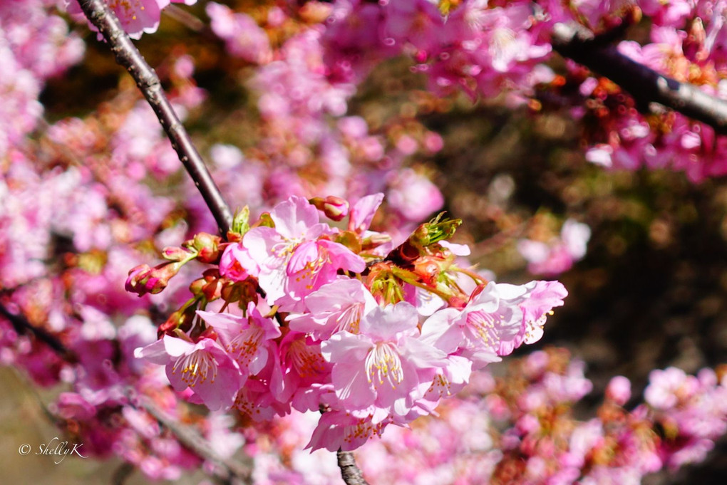 河津桜🌸