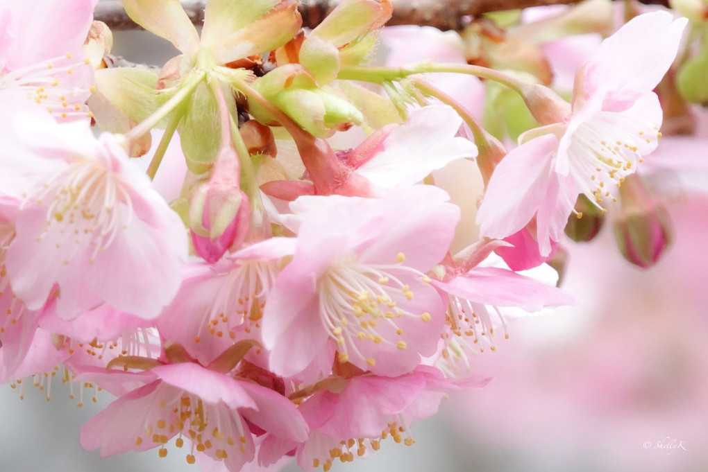 もうすぐ春ですね🌸