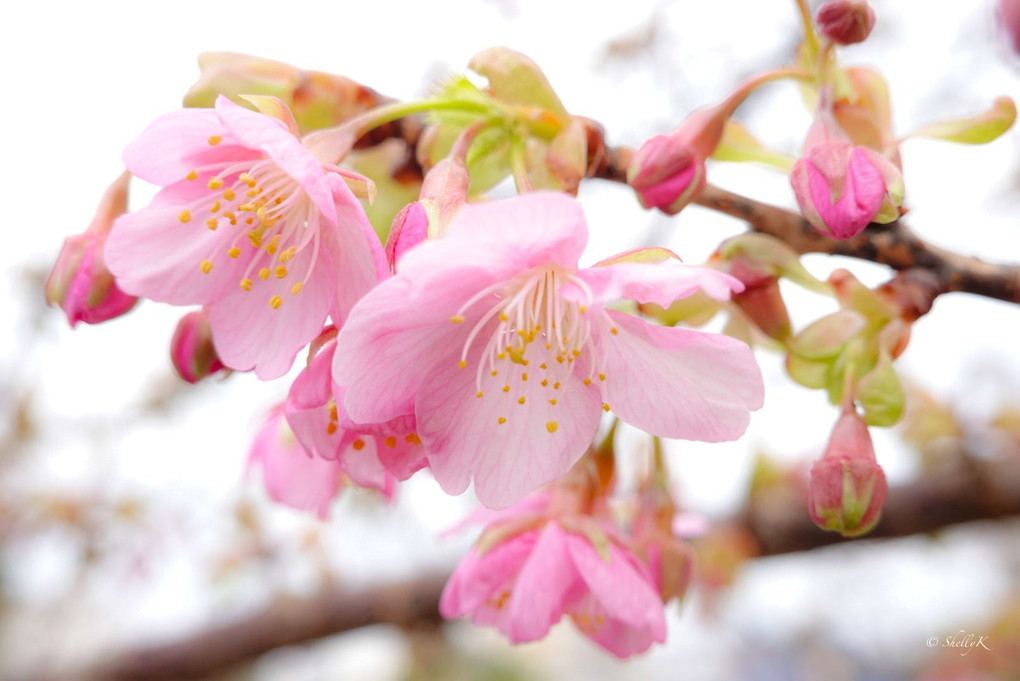 もうすぐ春ですね🌸